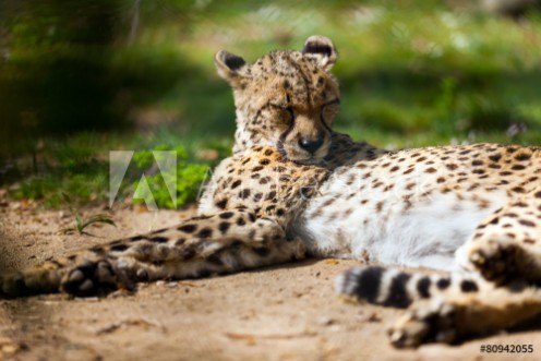 Picture of Cheetah lying over ground